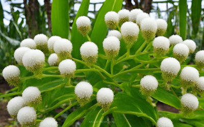 Mondia Whitei Nedir? Faydaları Yan Etkileri