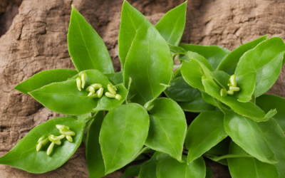 Shivlingi Nedir? Faydaları, Yan Etkileri