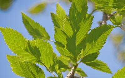 Slippery Elm (Kaygan Karaağaç) Faydaları, Karaağaç Pekmezi