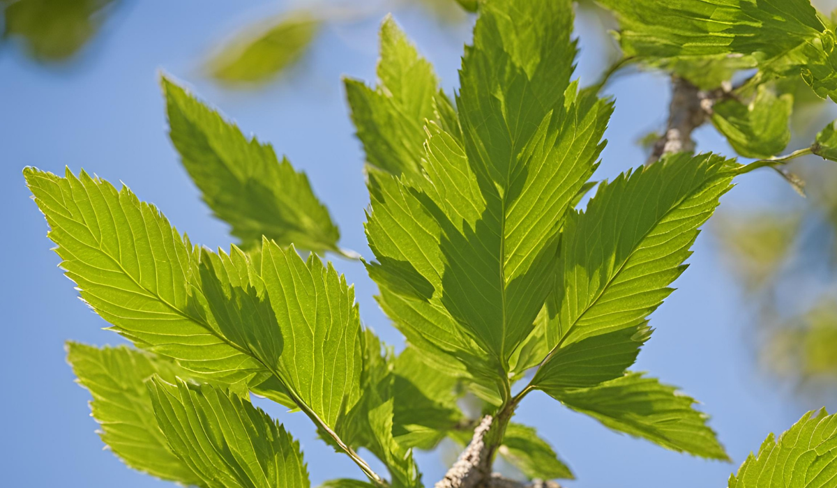 Slippery Elm (Kaygan Karaağaç) Nedir?