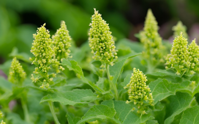 Bülbül Otu Nasıl Kullanılır? Bülbül Otu Kökü