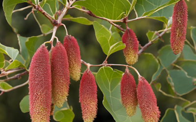 Japon Kavağı Ağacı (Brachychiton populneus) Ne İşe Yarar?