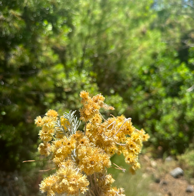 Altın Otu Şurubu Ne İşe Yarar?