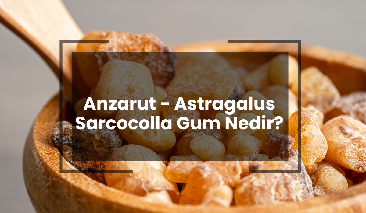 Anzarut - Astragalus Sarcocolla Gum