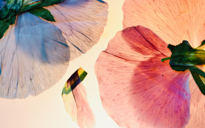 Brassaiopsis Glomerulata Nedir? Faydaları