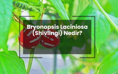 Bryonopsis Laciniosa (Shivlingi) Nedir?