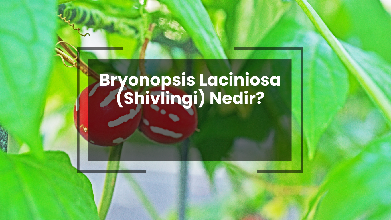 Bryonopsis Laciniosa nedir