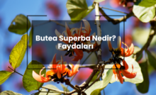 Butea Superba Nedir? Butea Superba Faydaları