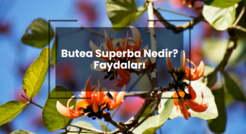 Butea Superba Nedir? Butea Superba Faydaları