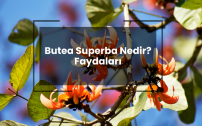 Butea Superba Nedir? Butea Superba Faydaları