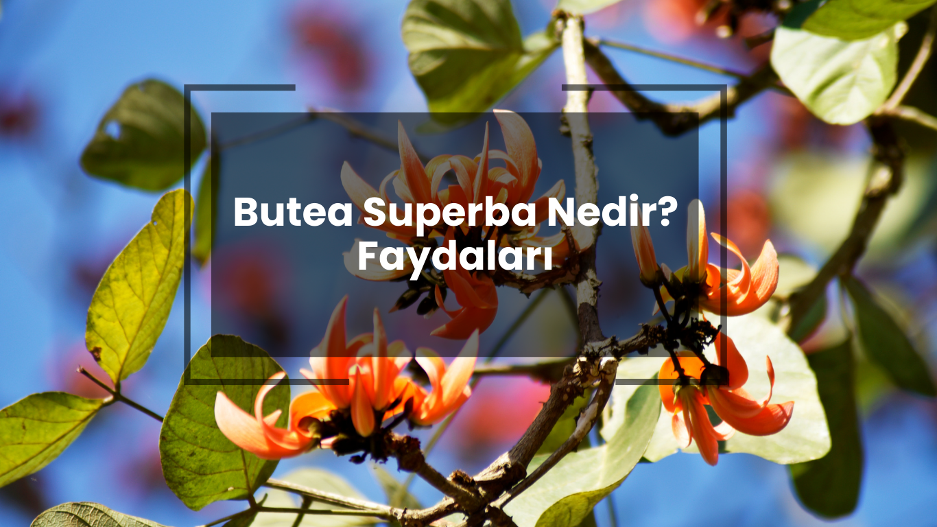 Butea Superba Nedir? Butea Superba Faydaları