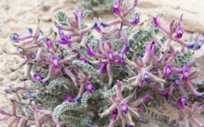 Çin Geveni Telomer İlişkisi