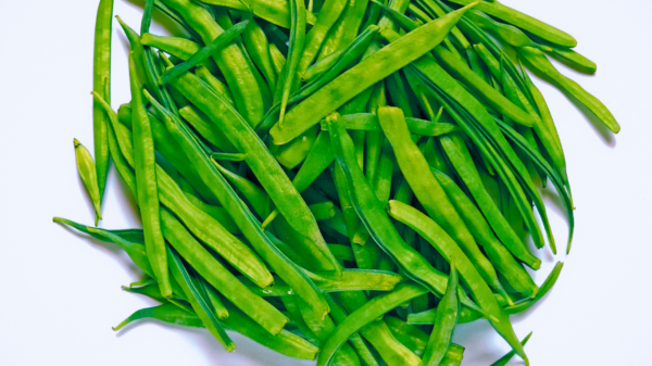 Guar Fasulyesi (Guar bean