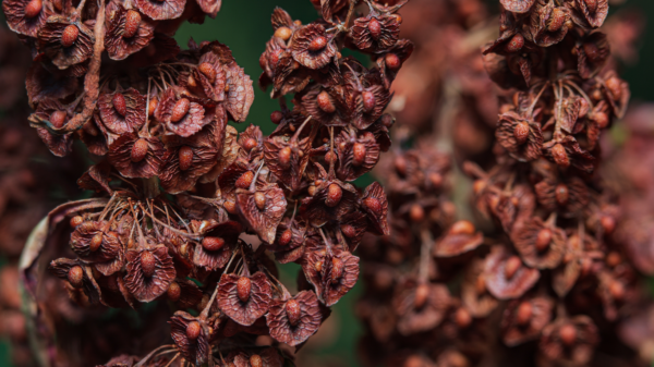 Kıvırcık Labada Tohumu 50 gr Rumex Crispus