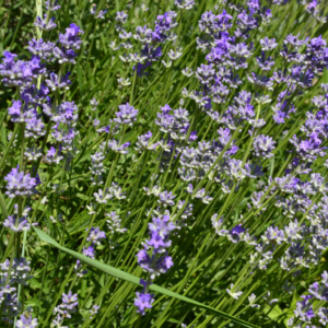 Lavanta Tohumu Lavandula Angustifolia