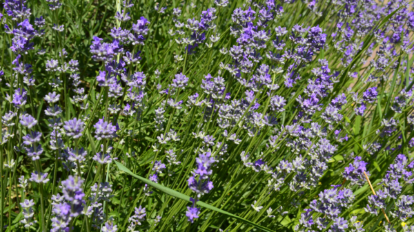 Lavanta Tohumu Lavandula Angustifolia