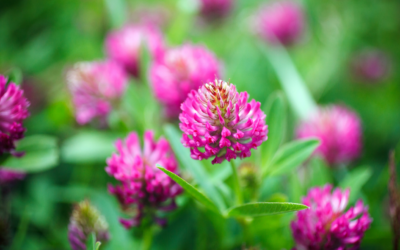 Effects of Low Estrogen and Natural Remedies