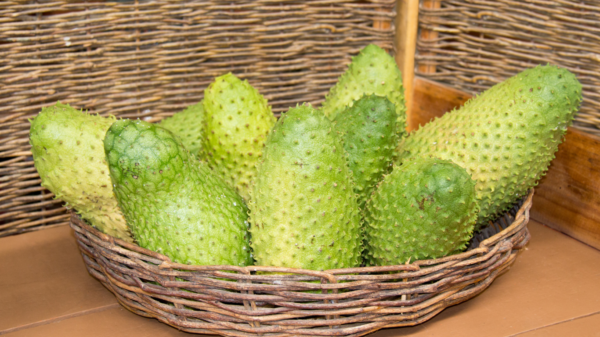 Graviola Meyvesi - Soursop (Tarçın Elması)