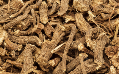 Hazanbel (Acorus Calamus) Kökü: Geleneksel Tıptaki Yeri