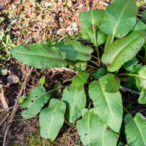 Labada Kurusu 40 gr Yerli Tohum İlaçsız Rumex (Evelik Otu Yaprağı)