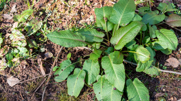 Labada Kurusu 40 gr Yerli Tohum İlaçsız Rumex (Evelik Otu Yaprağı)