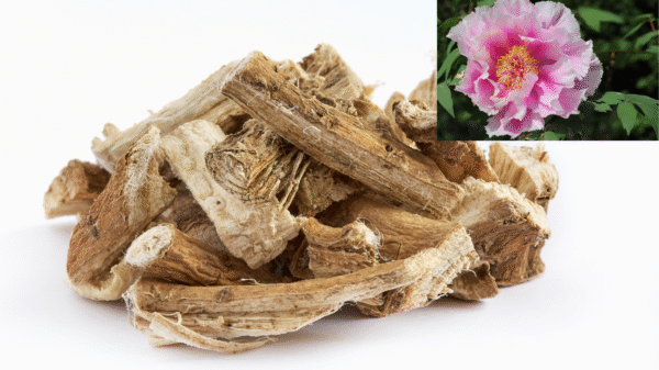 şakayık kökü Paeonia root
