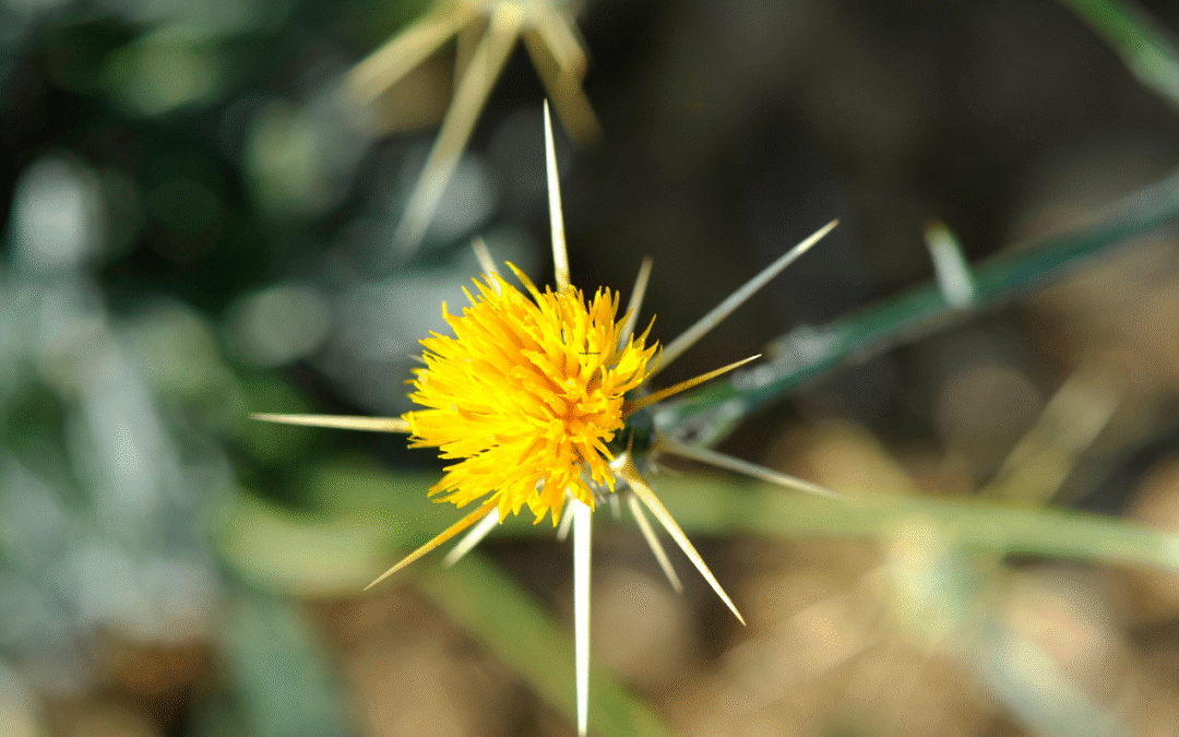 Çakır Dikeni Tozu 50 gr Centaurea Solstitialis (Çakırdikeni)