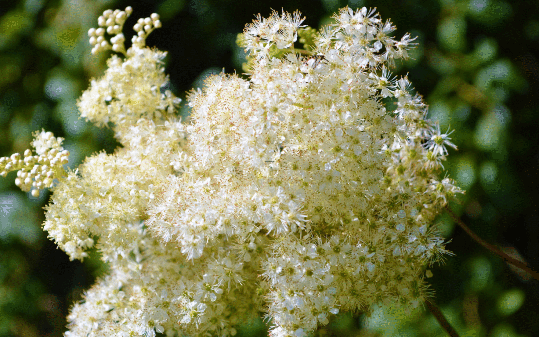 Keçi Sakalı Tozu 50 gr Meadowsweet (Filipendula Ulmaria)