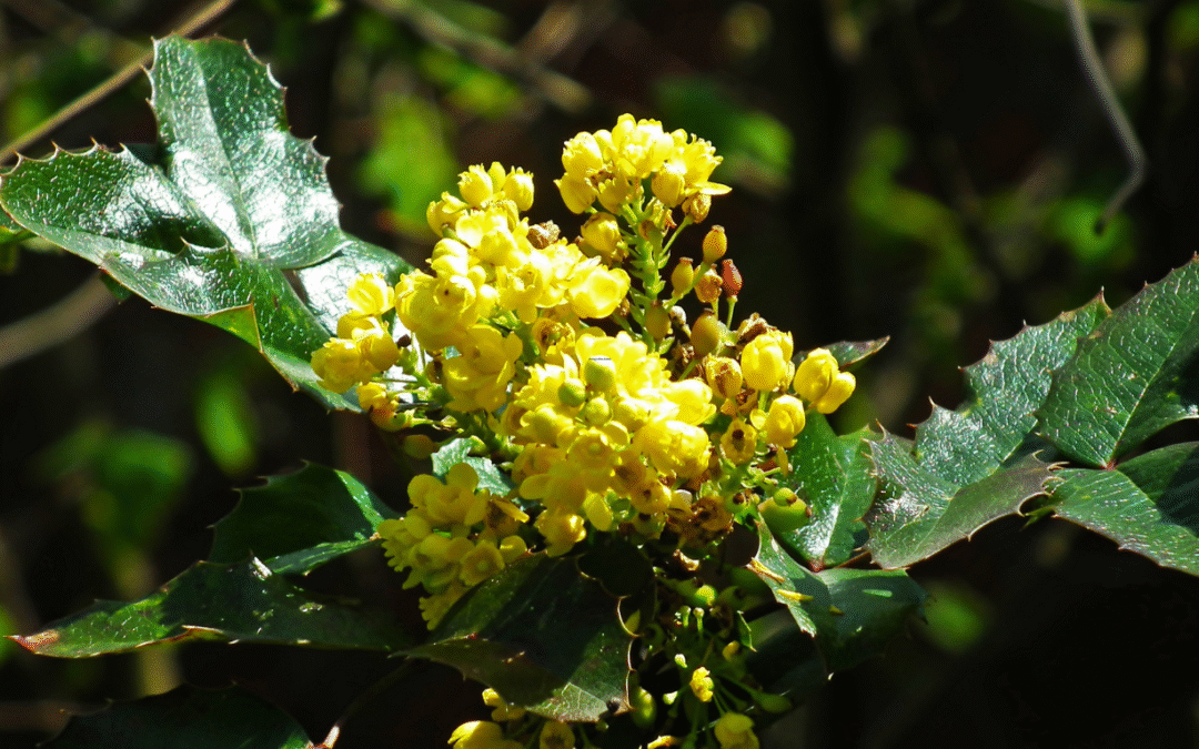 Mahonia Çalısı Tozu 100 gr (Mahonia Aquifolium) Mahonya