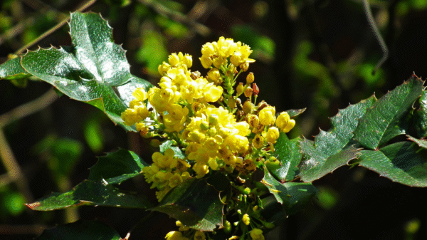 Mahonia Çalısı Tozu 100 gr (Mahonia Aquifolium) Mahonya