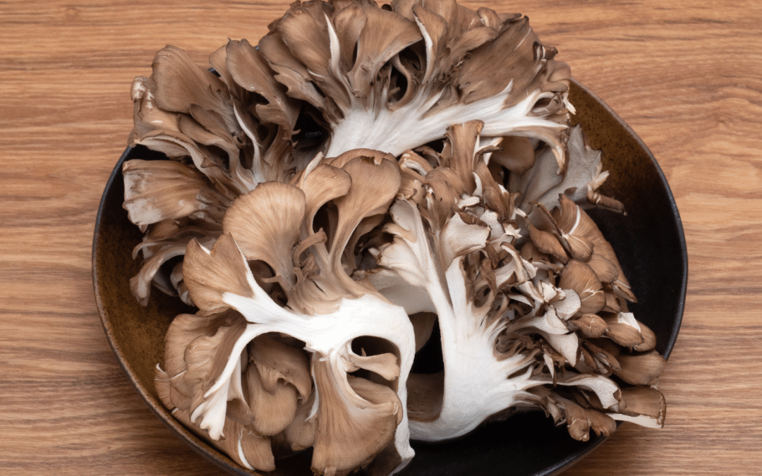 Maitake Mantarı Tozu 100 gr Maytake