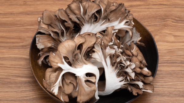 Maitake Mantarı Tozu