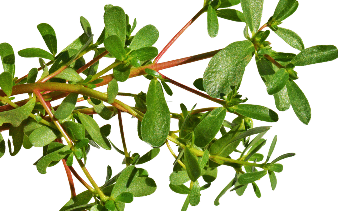 Semizotu Tozu Ekstresi 50 gr Katkısız (Portulaca oleracea)