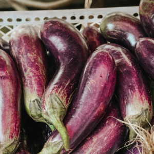 kemer patlıcan tohumu