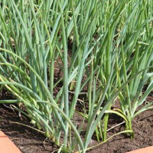 yeşil soğan tohumu taze soğan