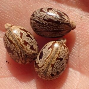 ricinus communis tohumu