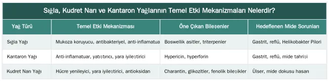 Sığla, Kudret Narı ve Kantaron Yağlarının Temel Etki Mekanizmaları Nelerdir? — Bu Üç Yağın Etki Mekanizmaları Arasındaki Farklar Nelerdir?