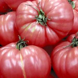kokulu pembe domates tohumu yerli